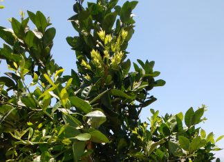 La Libertad: Senasa monitorea cultivos de cítricos para detección temprana del HLB