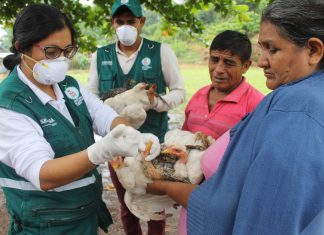 Junín: Senasa vacuna aves en comunidades nativas para prevenir enfermedad de Newcastle