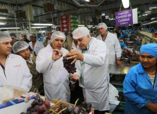 MINAGRI proyecta exportación de 340 mil toneladas de uva de mesa en campaña 2018 – 2019.