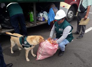 Dakar en Arequipa: Cerca de convertirse en región libre de mosca de la fruta