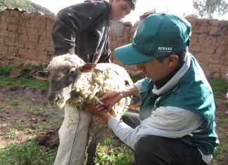 Evaluación sanitaria en el Cusco permitirá descartar enfermedad que afecta a ovinos