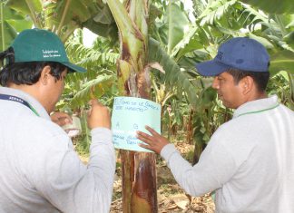 Productores de banano desarrollan sus capacidades con metodología de Escuela de Campo