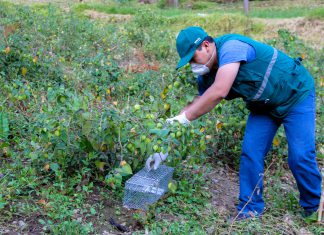 MINAGRI controló más de mil hectáreas en Áncash con presencia de roedores
