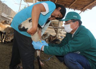 Monitoreo serológico permitirá conocer condición sanitaria de ovinos en Lambayeque