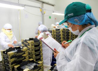 SENASA implementa auditorías virtuales para la autorización de plantas de procesamiento primario