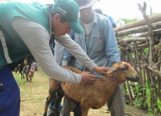 Piura: Vacunan a más de 7 mil animales contra el Ántrax