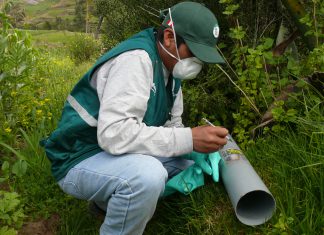 Ayacucho: Vigilancia fitosanitaria en 746 hectáreas para detección de roedores