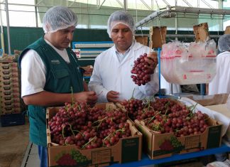 Ica: Senasa certifica más de 102 mil toneladas de uva para la exportación