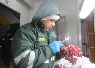 Arequipa: Senasa certifica más de seis mil toneladas de uva para exportación