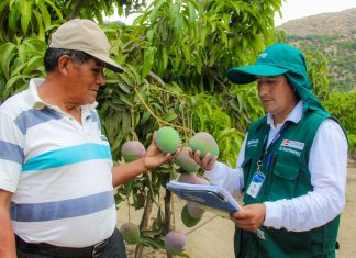Senasa certificará más de 2300 hectáreas de mango en la región Áncash
