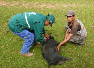 MINAGRI inicia vacunación contra la peste porcina en Ayacucho