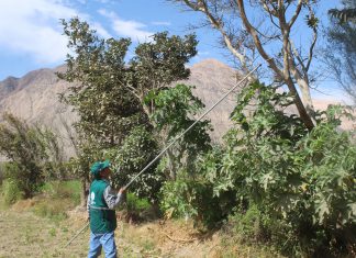 Senasa mantiene bajo vigilancia más de 120 mil hectáreas agrícolas en Arequipa