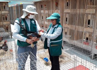 Senasa vacuna más de 379 mil aves para prevenir enfermedad de Newcastle en La Libertad
