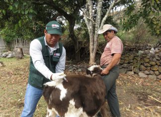 MINAGRI vacunará más de doce mil bovinos en Cusco para prevenir casos de rabia