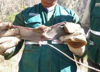 Más de mil intervenciones para mantener bajo control rabia en los herbívoros