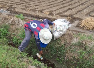 Productores colectan media tonelada de envases de plaguicidas en Sayán