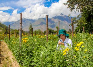 Áncash: Senasa realiza vigilancia fitosanitaria ante lluvias presentadas en la región