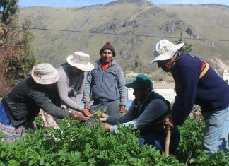 Productores de papa nativa de Arequipa se capacitan en las Escuelas de Campo del Senasa