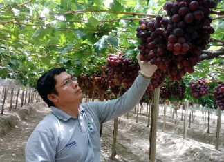 Piura: Certificación para envíos de uva fresca alcanza cifra récord