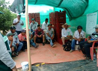 En Piura: Se desarrolla novedosa Escuela de Campo para Agricultores de limón