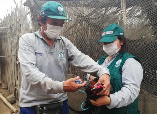 Trescientas veinte mil aves serán vacunadas en Ica para prevenir enfermedad de Newcastle