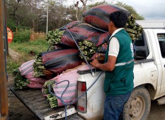 Tumbes: Comisan más de tres toneladas de murraya y otros follajes