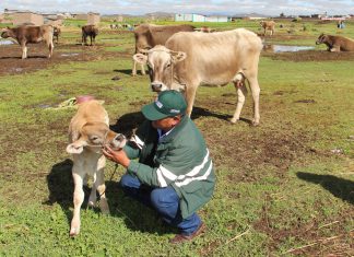 Senasa atiende a población animal afectada por lluvias en Puno