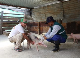 Senasa resguarda ganado porcino en Contumazá