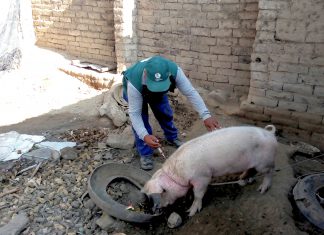 MINAGRI vacuna más de 107 mil cerdos para prevenir peste porcina clásica en La Libertad