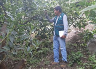 Huancavelica: Senasa certificó lugares de producción de palta en valles interandinos