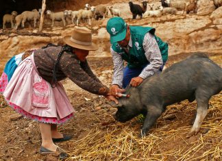 Huancavelica: Senasa vacunó a más de 48 mil porcinos durante el 2018