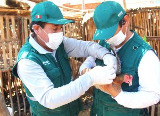 SENASA vacunará 1´574,000 aves contra Newcastle