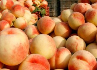 Pronunciamiento Listeria Monocitogenes en fruta chilena