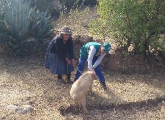 Apurímac: Senasa atenderá a más de 59 mil cerdos para prevenir la peste porcina