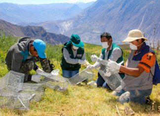 SENASA advierte: Plagas en los cultivos y crianzas podrían presentarse tras las lluvias