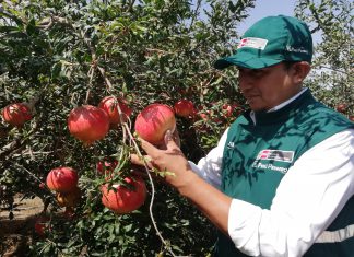 Ica: Senasa certifica más de 9 mil toneladas de granada en inicio de campaña de exportación
