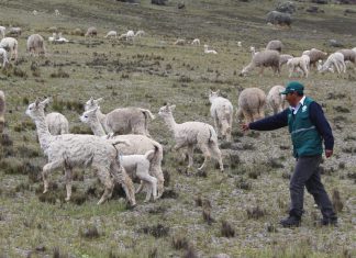 Apurímac: MINAGRI ejecutará labores con autoridades de Antabamba para resguardar producción alpaquera