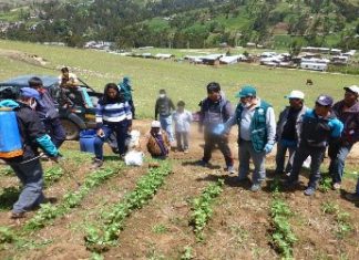 Agricultores de Andahuaylas aplican control biológico para reducir impacto de plagas