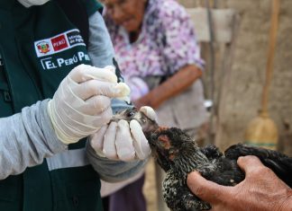 Campaña gratuita de vacunación beneficia a más de 6 mil pequeños avicultores en La Libertad