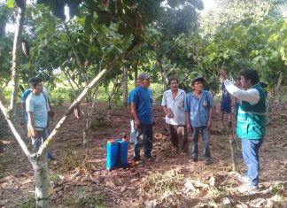 Cacao: Capacitan a productores de Atalaya en uso de controladores biológicos