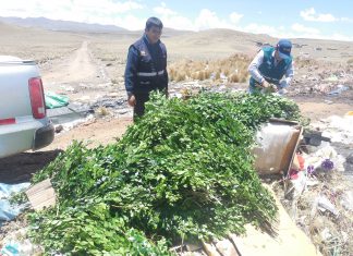 Senasa aplica medidas sanitarias a plantas de Murraya comisadas en Puno
