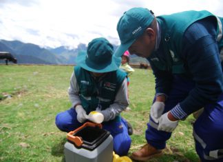 Huancavelica: Senasa realiza acciones sanitarias para prevenir brote de Carbunco Sintomático