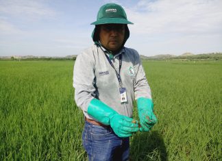 Piura: Ejecutan ensayos para el control del ‘caracol manzana’ en arroz