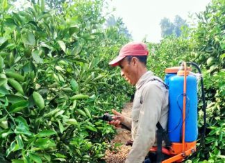 Senasa: Productores de Sayán realizaron acciones de control integrado contra la mosca de la fruta