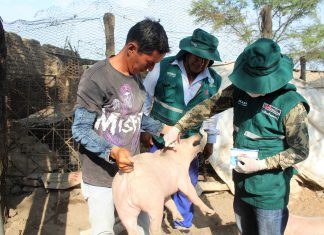 Lambayeque: Senasa fortalece vigilancia zoosanitaria frente a temporada de lluvias