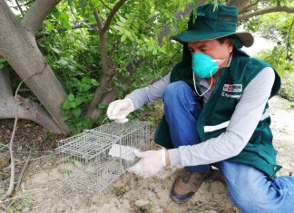 Ica: Zonas afectadas por huaycos bajo vigilancia del Senasa para detectar roedores