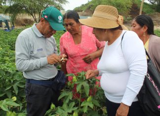 Lambayeque: Fortalecen capacidades de algodoneros para manejo integrado de plagas