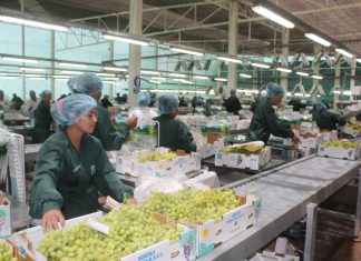 Exportación de uva alcanzó cifra importante en la región Arequipa