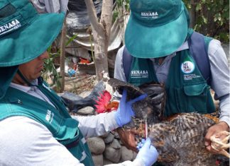Cerca de 5 mil muestras colectará Senasa para descarte de influenza aviar en La Libertad