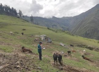 MINAGRI intensifica acciones para mantener la rabia bajo control en Apurímac